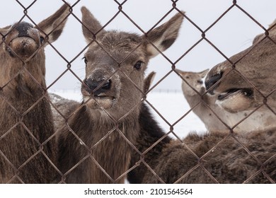Altai Wapitis (marals) Behind Net In Nature Reserve In Winter Day