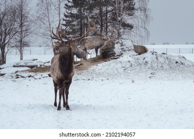 Altai Wapitis (marals) Eat Hay In Snowy Winter Forest In The Nature Reserve