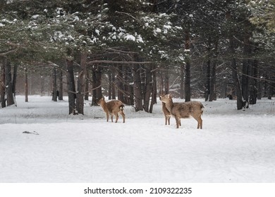 Altai Wapitis (marals) In Snowy Winter Forest In The Nature Reserve