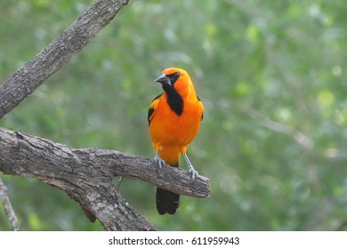 Altamira Oriole