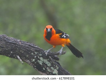 Altamira Oriole