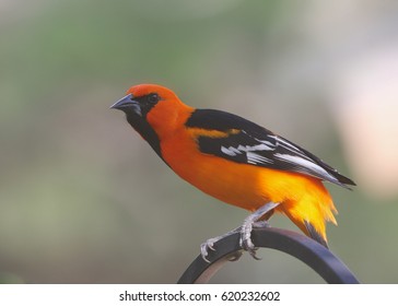 Altamira Oriole