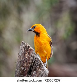 Altamira Oriole