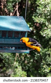 Altamira Oriole At The Feeder