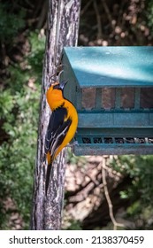 Altamira Oriole At The Feeder