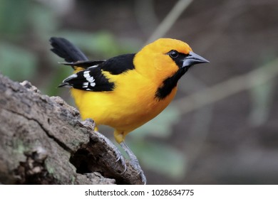 Altamira Oriole - Icterus Gularis