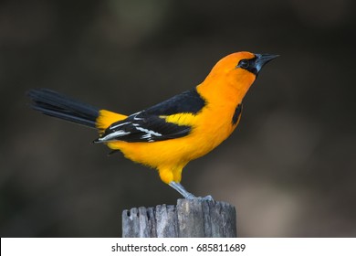 Altamira Oriole, Icterus Gularis