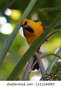  Altamira Oriole On Palm Tree