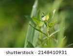 Altenanthera sessilis (Also called kremah, sissoo spinach, sessile joyweed, dwarf copperleaf) in the nature. As a herbal medicine, the plant has diuretic, cooling, tonic and laxative properties