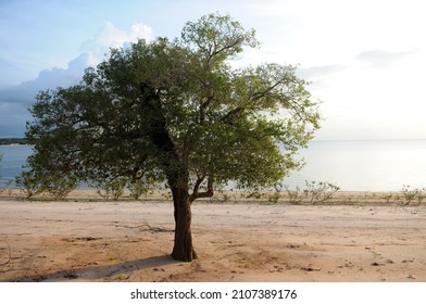 Alter Do Chão,Pará,Brasil.Vegetation On The Banks Of The Tapajós River In Northern Brazil.