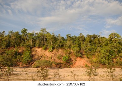 Alter Do Chão,Pará,Brasil.Vegetation On The Banks Of The Tapajós River In Northern Brazil.