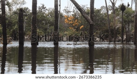 
Alter do Chão stream during the Tapajós River flood period, state of Pará, Brazilian Amazon