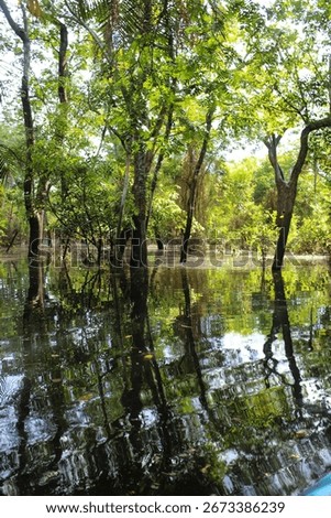 
Alter do Chão stream during the Tapajós River flood period, state of Pará, Brazilian Amazon