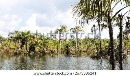 
Alter do Chão stream during the Tapajós River flood period, state of Pará, Brazilian Amazon