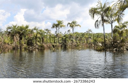 
Alter do Chão stream during the Tapajós River flood period, state of Pará, Brazilian Amazon
