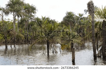 
Alter do Chão stream during the Tapajós River flood period, state of Pará, Brazilian Amazon