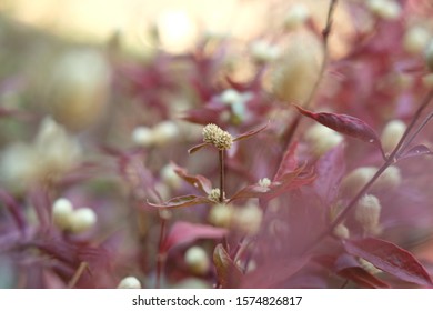 Alternanthera Brasiliana L Kuntze Brazilian Joyweed Stock Photo