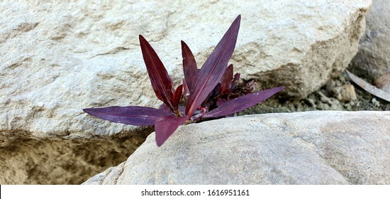 Alternanthera Reineckii Images Stock Photos Vectors Shutterstock