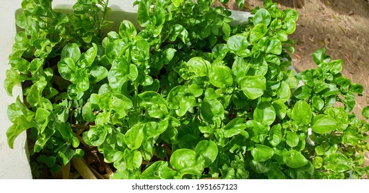 Alternanthera Species Brazilian Spinach Known Samba Stock Photo ...