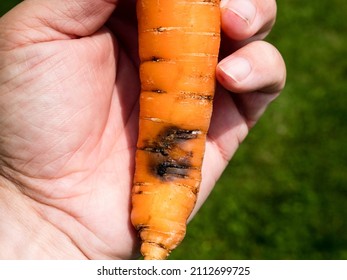 Alternaria black root rot disease that damages carrots;  Alternaria radicina; black lesions; the disease causes dry black rot