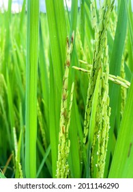 helminthosporium en arroz