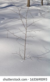 Alternate Branching For Tree Identification
