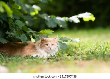 Alterted Cream Tabby Ginger Maine Coon Stock Photo 1517597438 ...