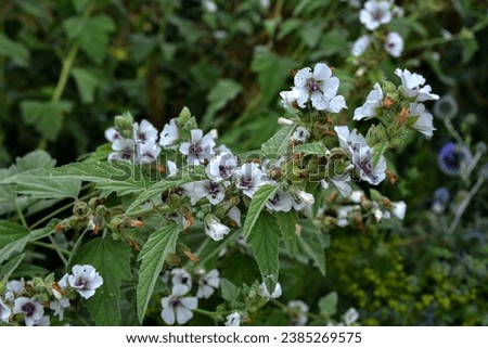 Althaea officinalis, or marsh-mallow. Flowering meadow. Place for text.Flowering Althaea officinalis or common marshmallow plant with white flowers and green leaves