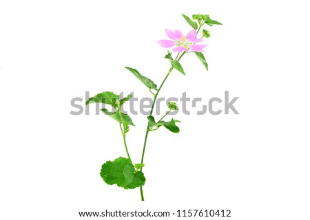 Althaea Officinalis Medicinal Herb Plant. Also Marsh-Mallow, Marsh Mallow or Common Marshmallow. Isolated on White Background.