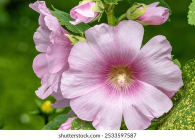 Althea rosea - pink hollyhock flower blooming in summer - Powered by Shutterstock