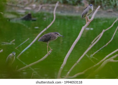 Although Herons Resemble Birds In Some Other Families, Such As The Storks, Ibises, Spoonbills, And Cranes, They Differ From These In Flying With Their Necks Retracted, Not Outstretched.