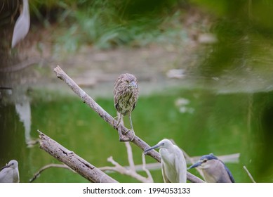 Although Herons Resemble Birds In Some Other Families, Such As The Storks, Ibises, Spoonbills, And Cranes, They Differ From These In Flying With Their Necks Retracted, Not Outstretched.