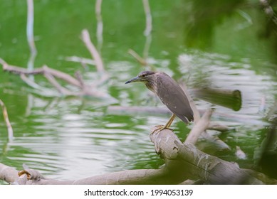 Although Herons Resemble Birds In Some Other Families, Such As The Storks, Ibises, Spoonbills, And Cranes, They Differ From These In Flying With Their Necks Retracted, Not Outstretched.