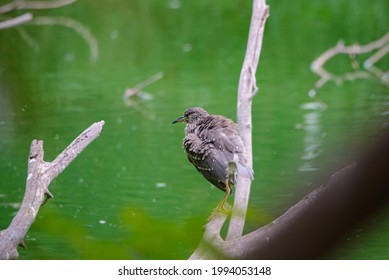 Although Herons Resemble Birds In Some Other Families, Such As The Storks, Ibises, Spoonbills, And Cranes, They Differ From These In Flying With Their Necks Retracted, Not Outstretched.