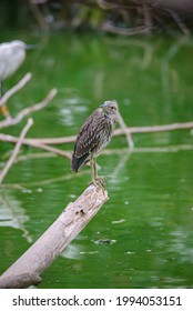 Although Herons Resemble Birds In Some Other Families, Such As The Storks, Ibises, Spoonbills, And Cranes, They Differ From These In Flying With Their Necks Retracted, Not Outstretched.