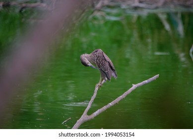 Although Herons Resemble Birds In Some Other Families, Such As The Storks, Ibises, Spoonbills, And Cranes, They Differ From These In Flying With Their Necks Retracted, Not Outstretched.