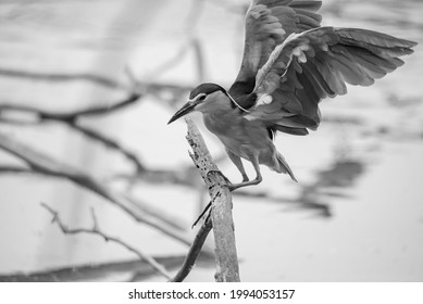 Although Herons Resemble Birds In Some Other Families, Such As The Storks, Ibises, Spoonbills, And Cranes, They Differ From These In Flying With Their Necks Retracted, Not Outstretched.