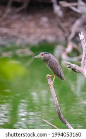 Although Herons Resemble Birds In Some Other Families, Such As The Storks, Ibises, Spoonbills, And Cranes, They Differ From These In Flying With Their Necks Retracted, Not Outstretched.