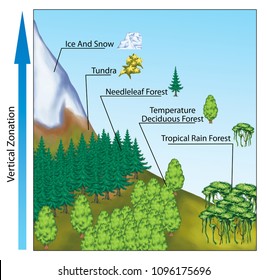 Ecosystem Images, Stock Photos & Vectors | Shutterstock