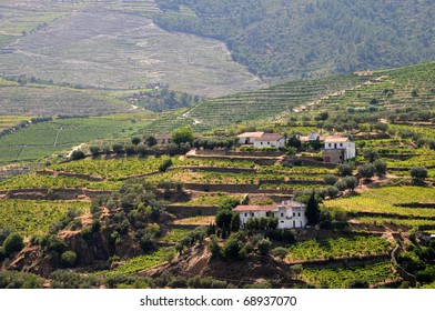 Alto Douro Wine Region In Portugal