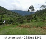 Alto Paraiso Estate. Toribio, Cauca - Colombia