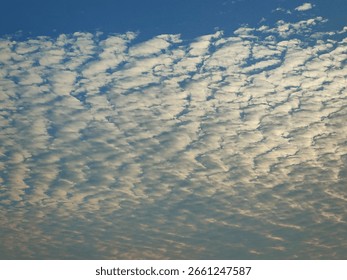 Altocumulus Cloud Pattern Across Clear Blue Sky in Early Morning Light
