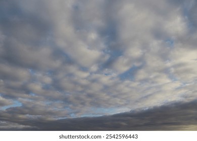 Altocumulus clouds, a layer of white-gray clouds consisting of individual "chunks," with the sky shining through between them.