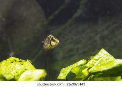 Altolamprologus calvus is a cichlid endemic to the southern shoreline of Lake Tanganyika in eastern Africa, young fish.