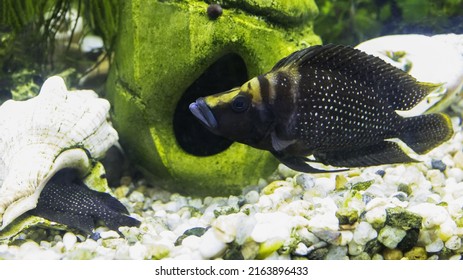 Altolamprologus calvus is a cichlid endemic to the southern shoreline of Lake Tanganyika in eastern Africa, adult fish protect eggs.