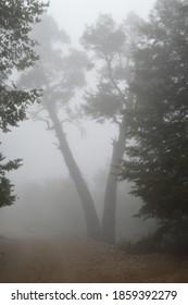 Altos De Lircay National Reserve In San Clemente, Chile