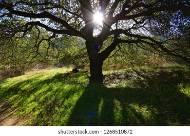 Alum Rock Park