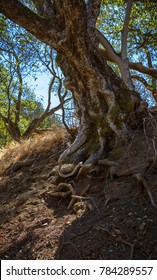 Alum Rock Park