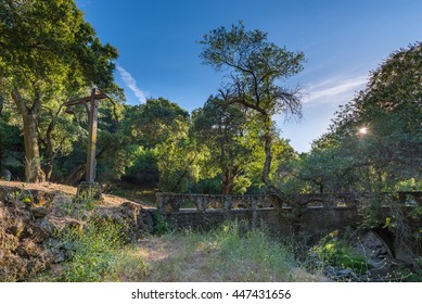 Alum Rock Park In San Jose, CA