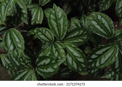 The Aluminium Plant Or Watermelon Pilea (Pilea Cadierei) Plants, Close-up View